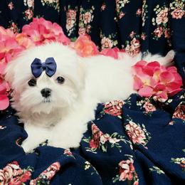 Rocket - White and lemon male Maltese puppy in Fresno, California from Soua's Pups