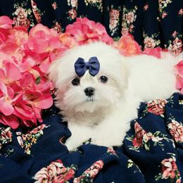 Rocket - White and lemon male Maltese puppy in Fresno, California from Soua's Pups