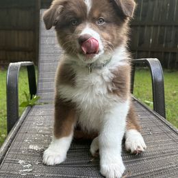 Australian Shepherd Puppies from Mountain Ridge Aussies