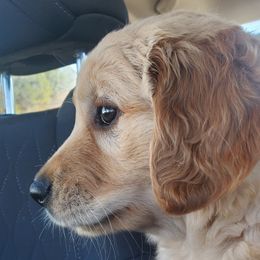 Pink Collar - Golden Retriever puppy in Benton, Arkansas from KSquared Golden Retrievers