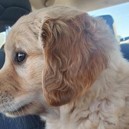 Pink Collar - Golden Retriever puppy in Benton, Arkansas from KSquared Golden Retrievers