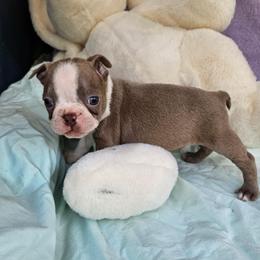 DUSTIN - Lilac male Boston Terrier puppy in Anderson, South Carolina from Lola’s House of Bostons & Rescue