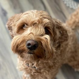 Australian Labradoodles from HoneyPeaks Australian Labradoodles