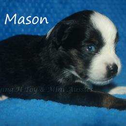 Mason - Black tri male Toy Australian Shepherd puppy in Godley, Texas from Flying H Toy and Mini Aussies