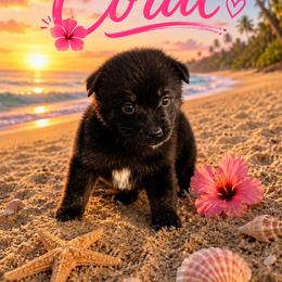 Coral - Black tri female Miniature Australian Shepherd puppy in Idalou, Texas from Lonesome Pine Mini Aussies