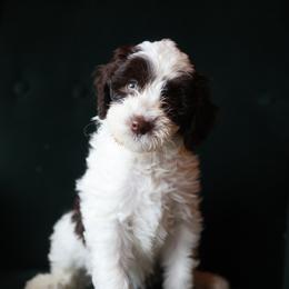 Bella - female Aussiedoodle puppy in Redding, California from Farmstead Doodles