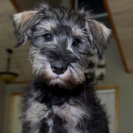 Chase - Black and silver male Miniature Schnauzer puppy in Akeley, Minnesota from Great Northern Schnauzers