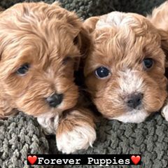 Assorted Doodle Crosses, Bernedoodle, and Cavachon Puppies from PitterPatterPuppiesNJ