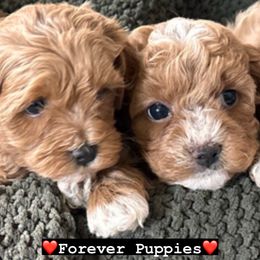 Assorted Doodle Crosses, Bernedoodle, and Cavachon Puppies from PitterPatterPuppiesNJ