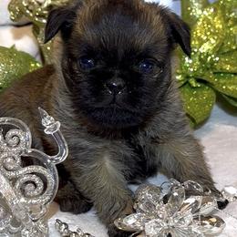 Rianna - Belge female Brussels Griffon puppy in Arizona from Melody Lane Brussels Griffons