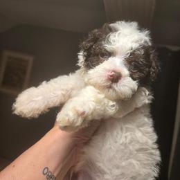 Boy1 - Chocolate male Havanese puppy in Columbus, Ohio from Havanese Puppies Columbus