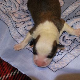 Sable - Sable male Pembroke Welsh Corgi puppy in Purcellville, Virginia from Rhone River Farm Pembroke Welsh Corgis
