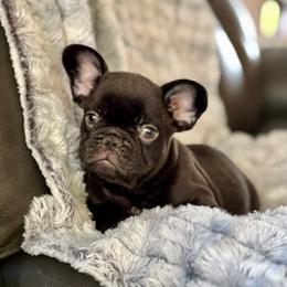 Shadow - Black male French Bulldog puppy in Hardy, Arkansas from Caring Hearts Kennel