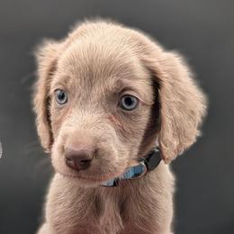 Scout - male Long Haired Weimaraner puppy in Evart, Michigan from Drehbar Weimaraners
