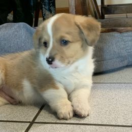 American Corgis and Poodles from Sittin Pretty Puppies