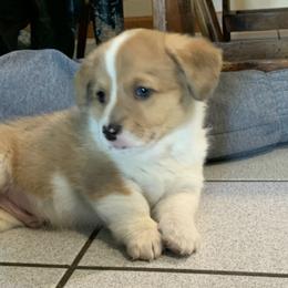 American Corgis and Poodles from Sittin Pretty Puppies