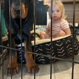 Black and Tan Coonhound Puppies from Windbourne Farm Black & Tan Coonhounds