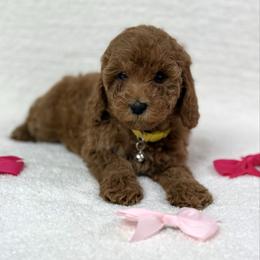 Yellow collar - Red  female Goldendoodle puppy in Monrovia, California from Fancy Paws Inc