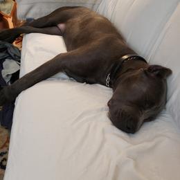 Cane Corso Puppies from Veni Vidi Vici Cane Corsos