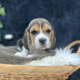 AKC Echo - Black tan and white female Beagle puppy in Chillicothe, Missouri from Tymber Lake Beagles
