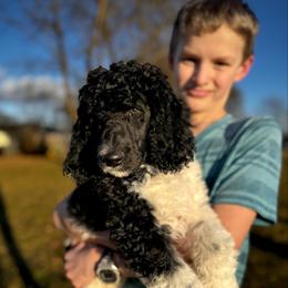 Hammy - Parti male Poodle puppy in Lake Village, Indiana from Kennings Poodles and Company