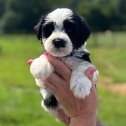 Cash - Blue Boy - Parti male Miniature Schnauzer puppy in Oneonta, Alabama from Murphree Valley Kennels