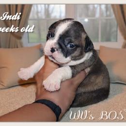Indi - Black brindle and white female Boston Terrier puppy in North Central, Vermont from Windy Valley’s Bostons