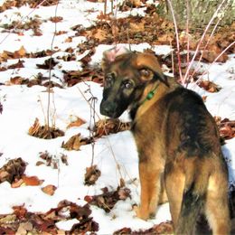 Anubis z Zaruka - Sable German Shepherd puppy in West Plains, Missouri from Zaruka German Shepherds