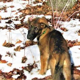 Anubis z Zaruka - Sable German Shepherd puppy in West Plains, Missouri from Zaruka German Shepherds