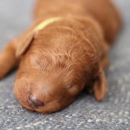 Clover - Red  female Poodle puppy in Laveen, Arizona from Nystrom Clan Pups