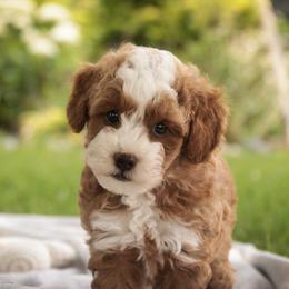 Zeke - Red  male Poodle puppy in Nappanee, Indiana from Perfect Match Poodles