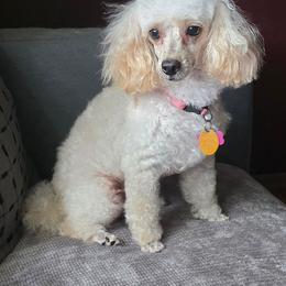 Chanel - Poodle