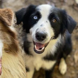 Australian Shepherds from Country Time Kennels