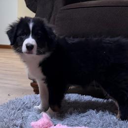 King - Red tri-color male Australian Shepherd puppy in Lynnville, Indiana from Moonlightaussies