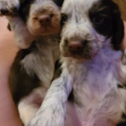 English Springer Spaniel Puppies from Savannah River Springers