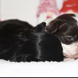 Shihpoo Puppies from 🧸 Teddies