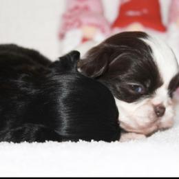 Shihpoo Puppies from 🧸 Teddies