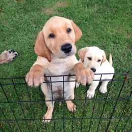 Labrador Retrievers from Blazing Red Kennel