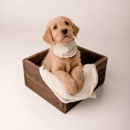 Golden Retriever Puppies from Brinton Goldens