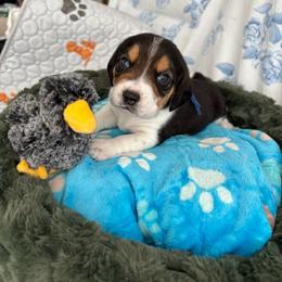 Apollo - Black tan and white male Beagle puppy in Meridianville, Alabama from Spear Haven Beagles (formerly Spear Lake Beagles)