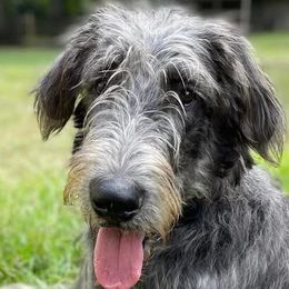 Irish Wolfhounds and Siberian Huskies from Isham's Huskies