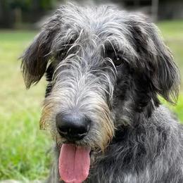 Irish Wolfhounds and Siberian Huskies from Isham's Huskies