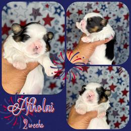 Nikolai - Tricolor male Shih Tzu puppy in Yelm, Washington from Lala's All Star Shih Tzu