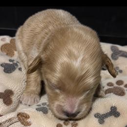 Lux - Red  male Goldendoodle puppy in Cumberland, Rhode Island from minigoldendoodlesofRI