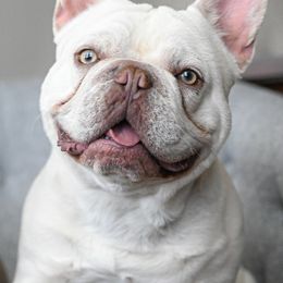 French Bulldogs from Beason’s HomeGrown Frenchies