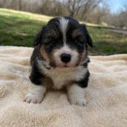 Frank- Fluffy - Black and tan male Pembroke Welsh Corgi puppy in Stillwater, Oklahoma from Steele Family Farms
