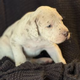 Maui - Merle female Great Dane puppy in Reno, Nevada from Good Dog Danes