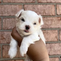 Maltese, Maltipoo, and Poodle Puppies from Healing Pawz LLC