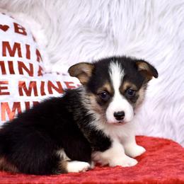 Frost - Black and tan male Pembroke Welsh Corgi puppy in Gober, Texas from Trigger Time Kennels