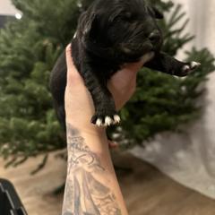 Girl 1 - female Golden Mountain Dog puppy in Montrose, Michigan from Spraggins Sweet Acres